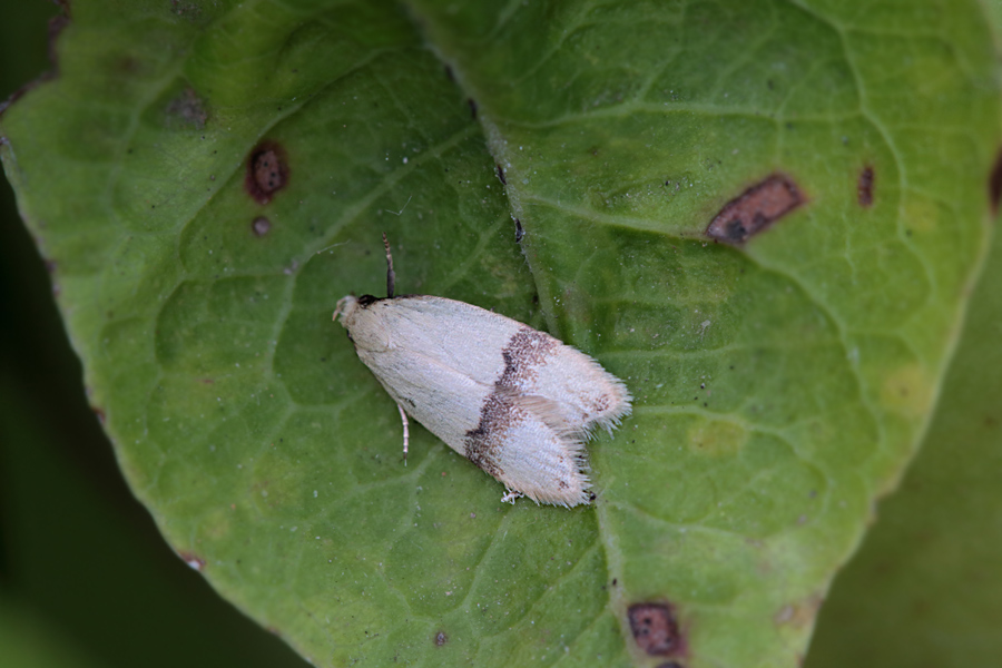 Microfalena da determinare - Odites kollarella - Lecithoceridae